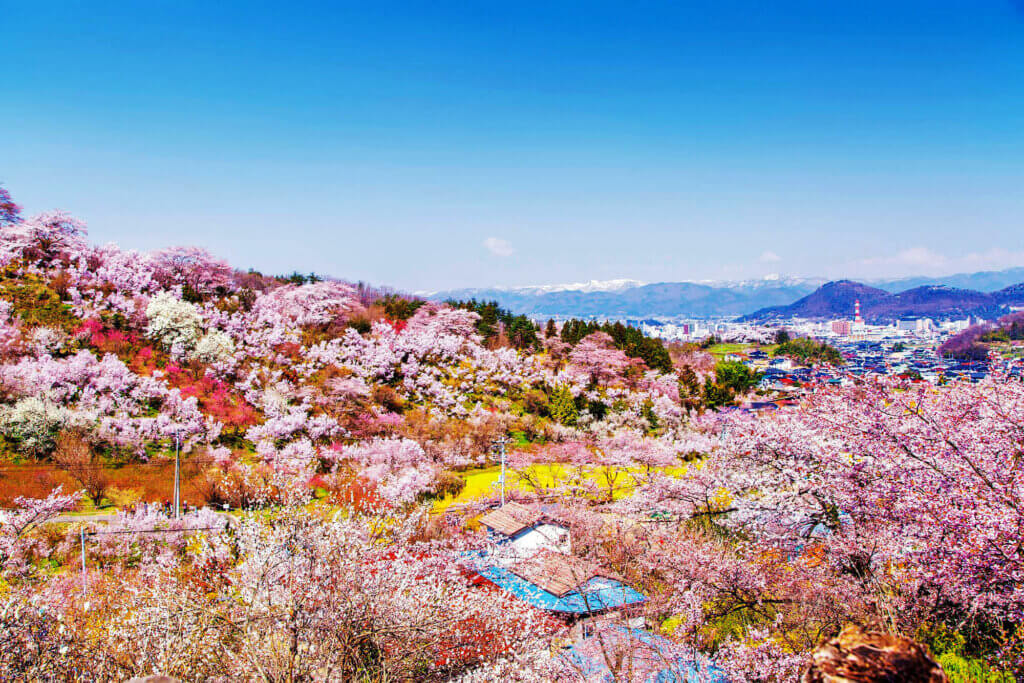 cerisiers au printemps au Japon