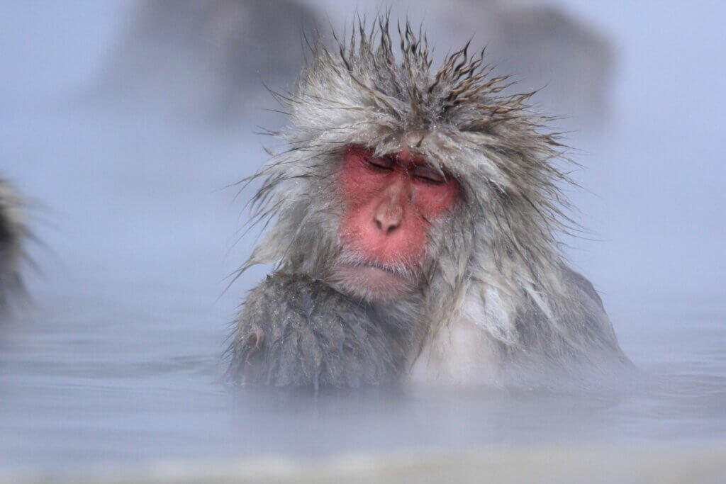 Un singe prend un bain à Nagano