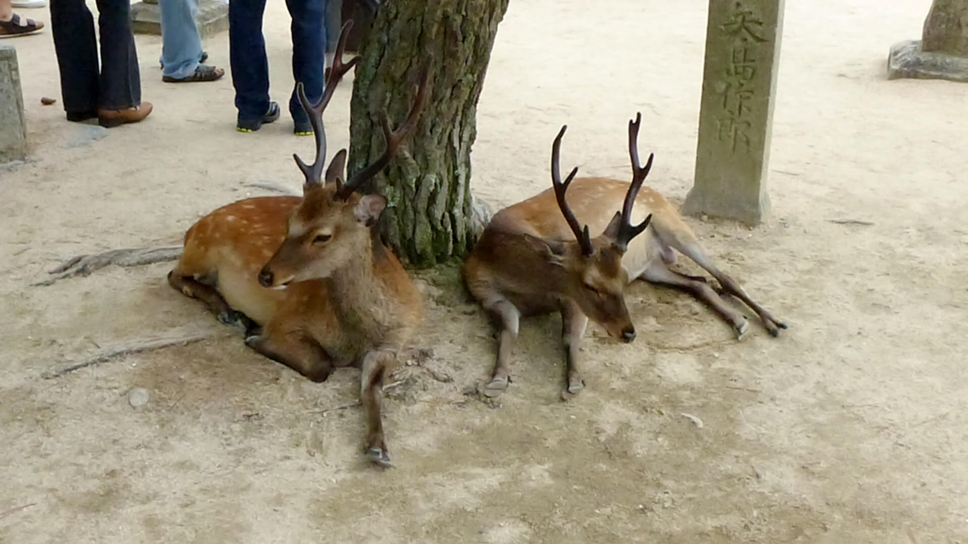 Deux biches se reposent à Nara